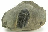Detailed Reedops Trilobite - Atchana, Morocco #376977-2